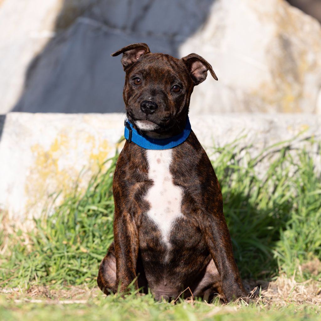 Spark Of Fire - Chiot disponible  - Staffordshire Bull Terrier