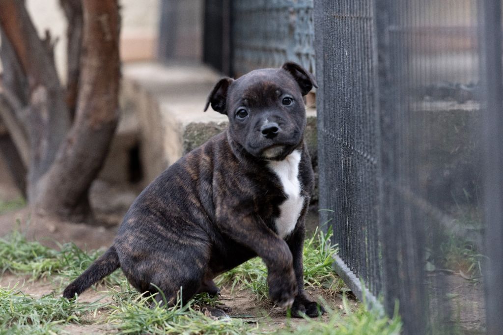 Spark Of Fire - Chiot disponible  - Staffordshire Bull Terrier