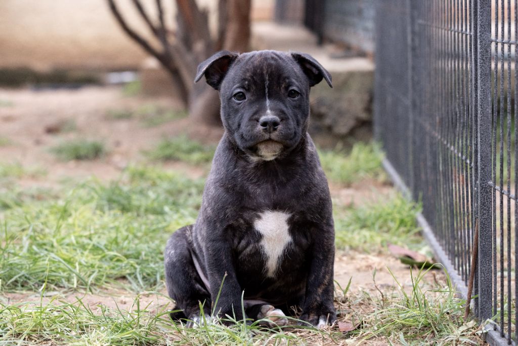 Spark Of Fire - Chiot disponible  - Staffordshire Bull Terrier