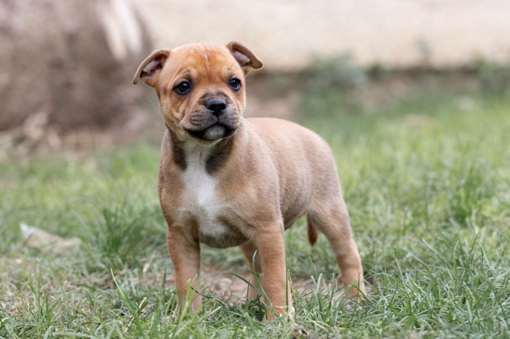 Spark Of Fire - Chiot disponible  - Staffordshire Bull Terrier