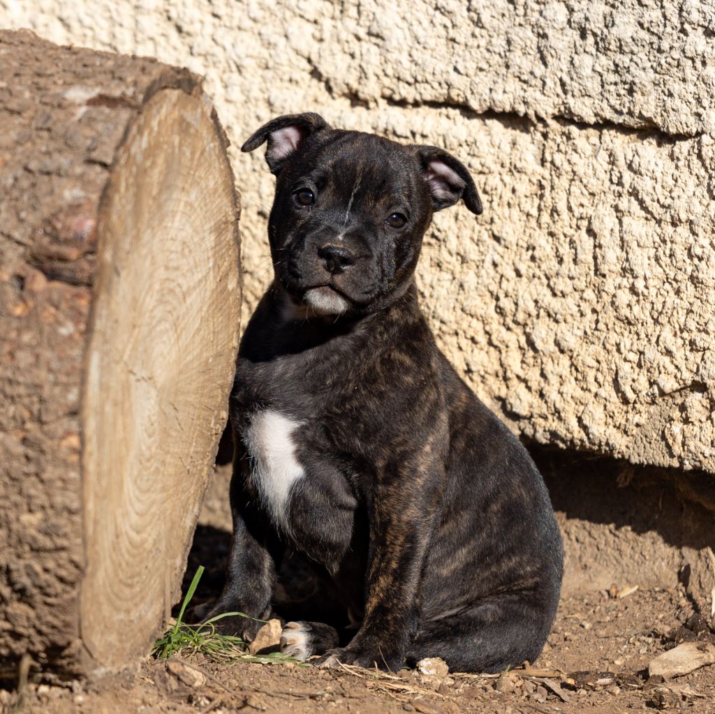 Spark Of Fire - Chiot disponible  - Staffordshire Bull Terrier