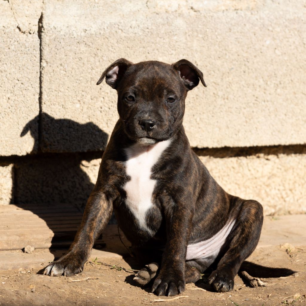 Spark Of Fire - Chiot disponible  - Staffordshire Bull Terrier