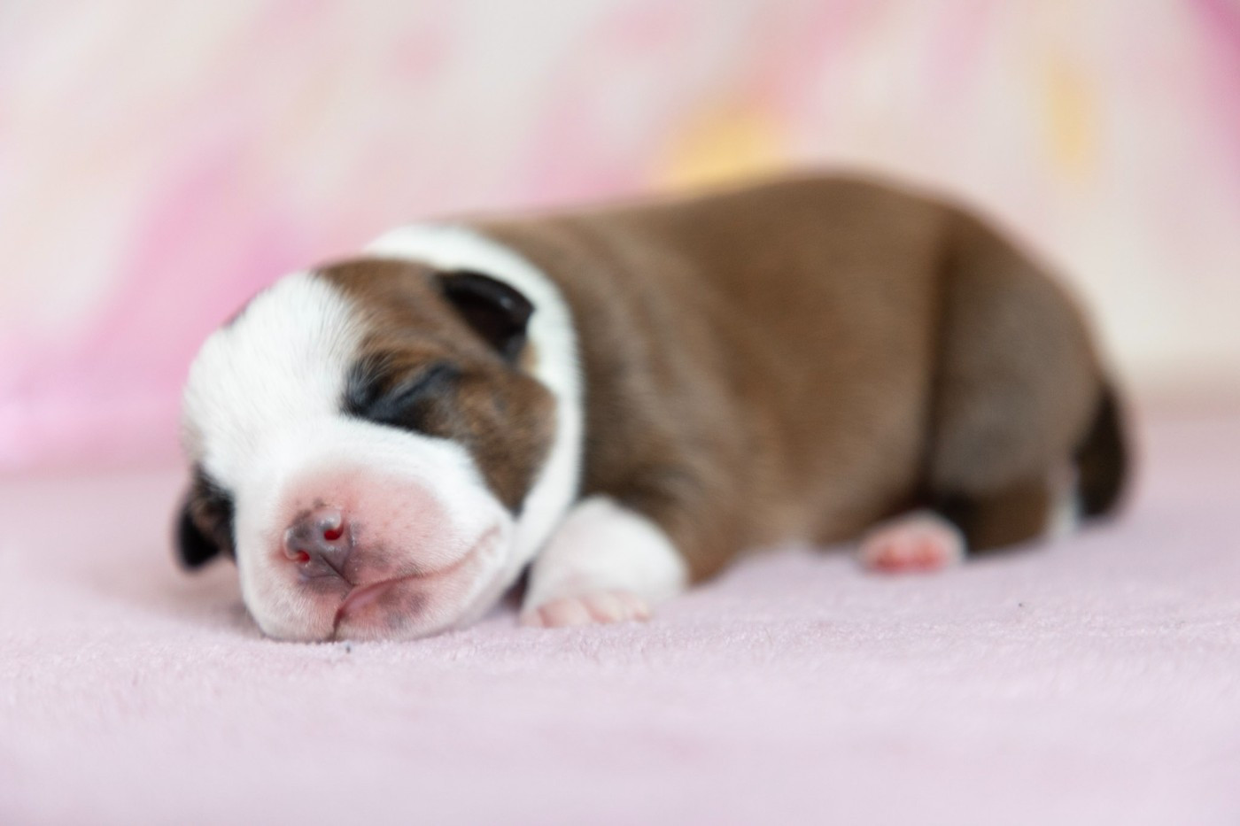 Nos chiots sont nées!