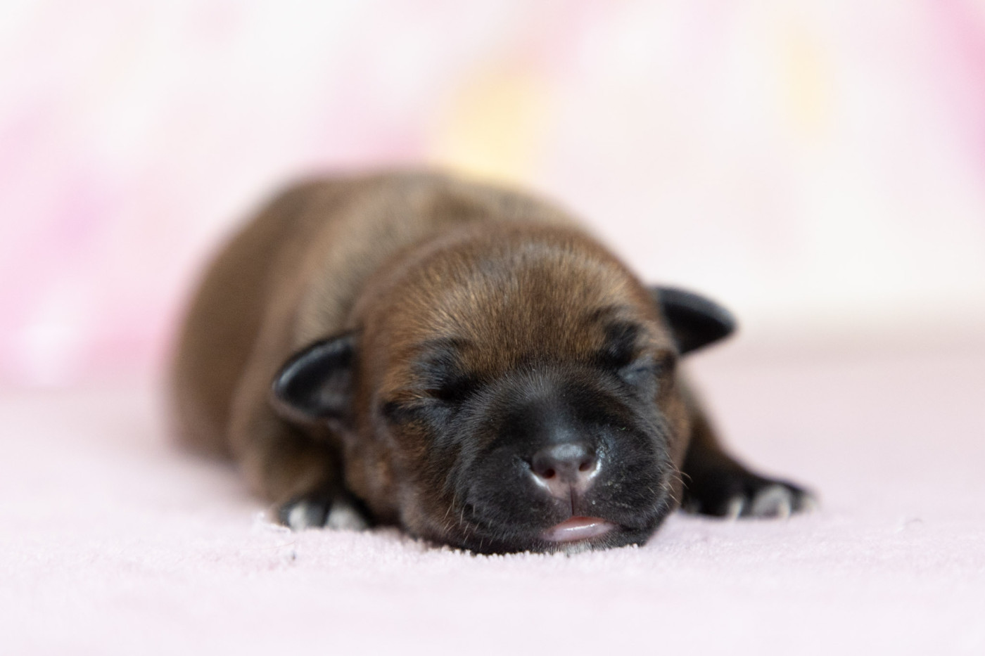 Spark Of Fire - Chiots disponibles - Staffordshire Bull Terrier