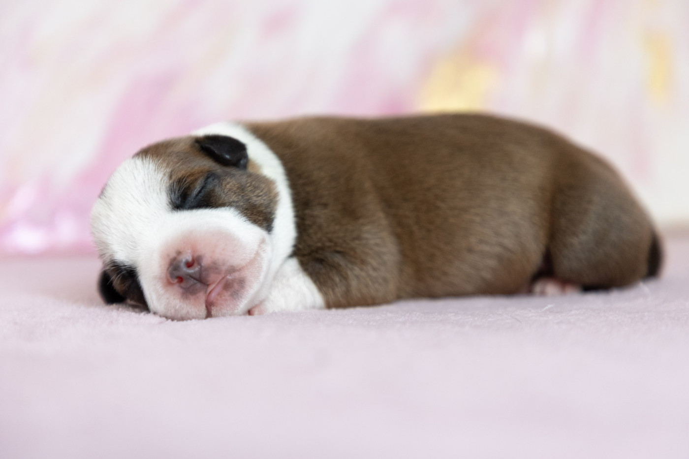 Spark Of Fire - Chiots disponibles - Staffordshire Bull Terrier