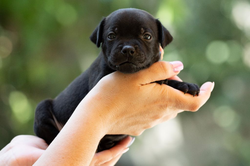 Spark Of Fire - Staffordshire Bull Terrier - Portée née le 21/07/2025