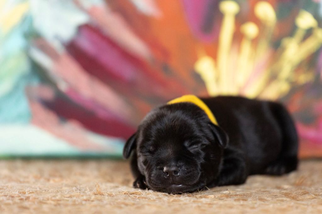 Spark Of Fire - Chiots disponibles - Staffordshire Bull Terrier