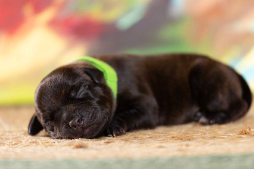 Spark Of Fire - Chiots disponibles - Staffordshire Bull Terrier