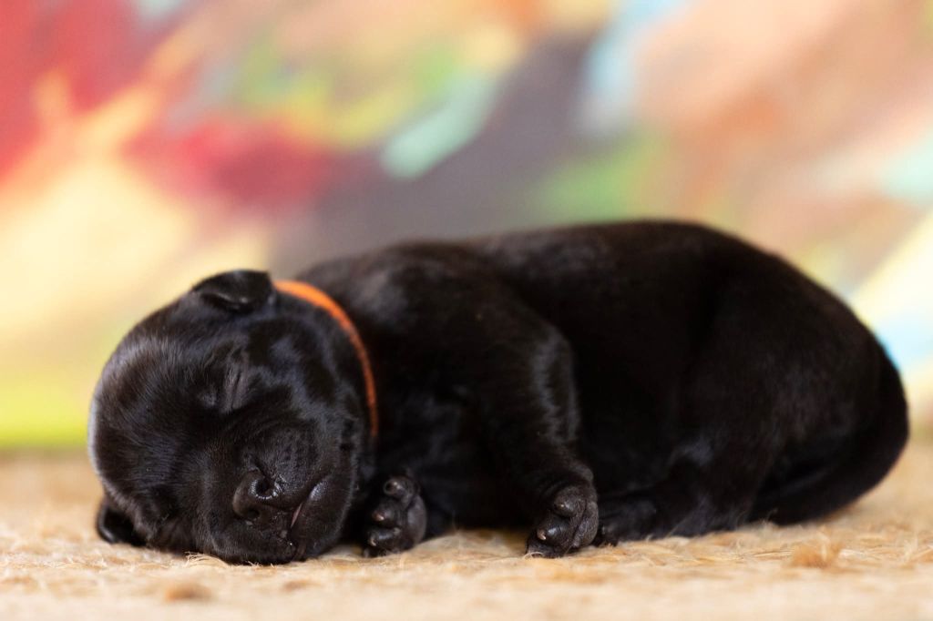 Spark Of Fire - Chiots disponibles - Staffordshire Bull Terrier
