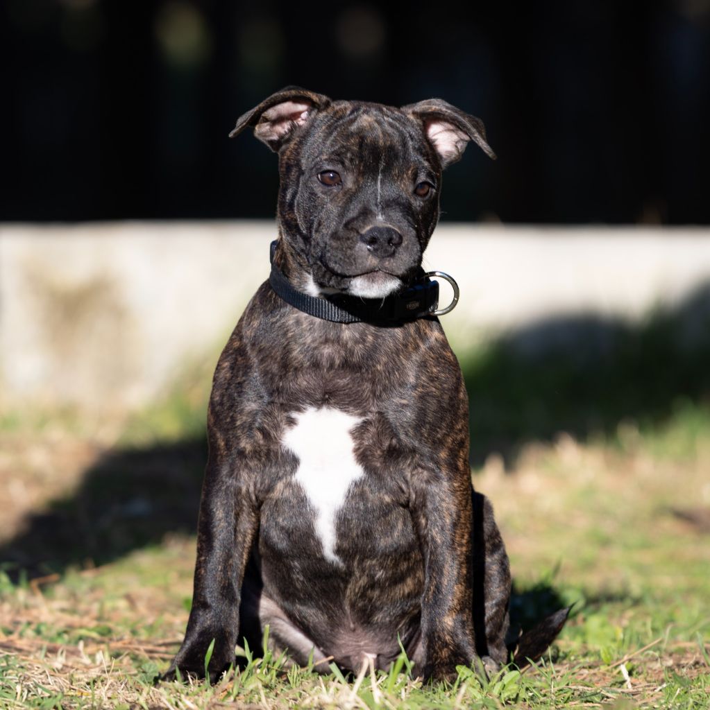 Spark Of Fire - Staffordshire Bull Terrier - Portée née le 03/10/2024