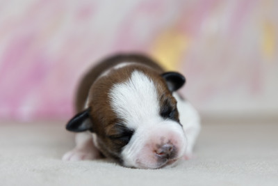 Chiot N°1