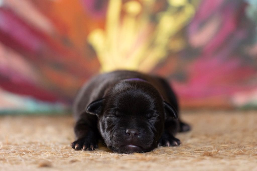 Spark Of Fire - Chiots disponibles - Staffordshire Bull Terrier