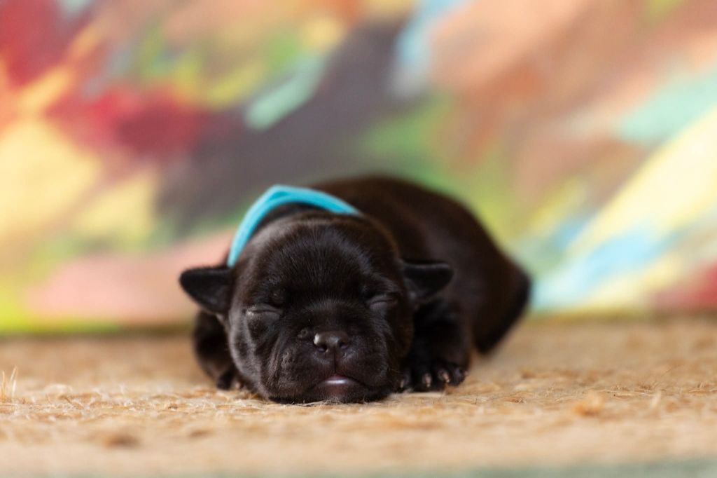Spark Of Fire - Chiots disponibles - Staffordshire Bull Terrier